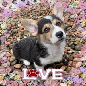 Meet your Posher, Rachael